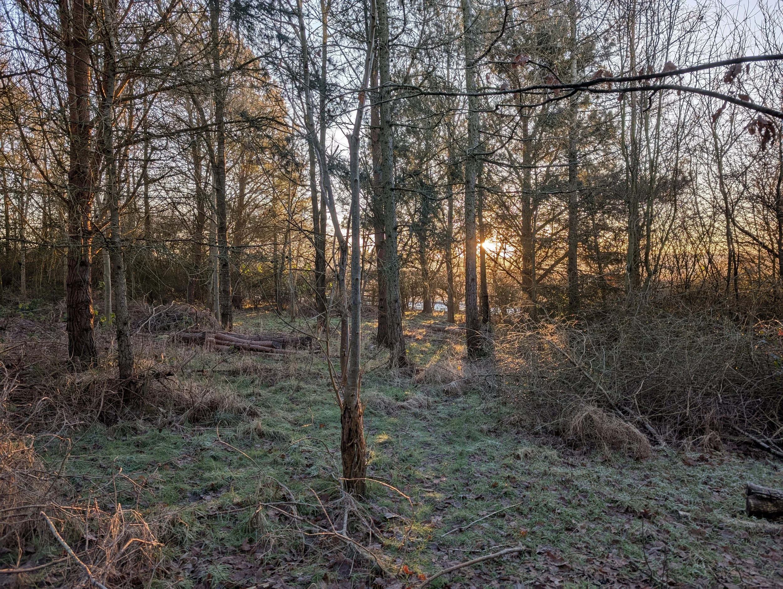 Woodland and tree surveys and reports.