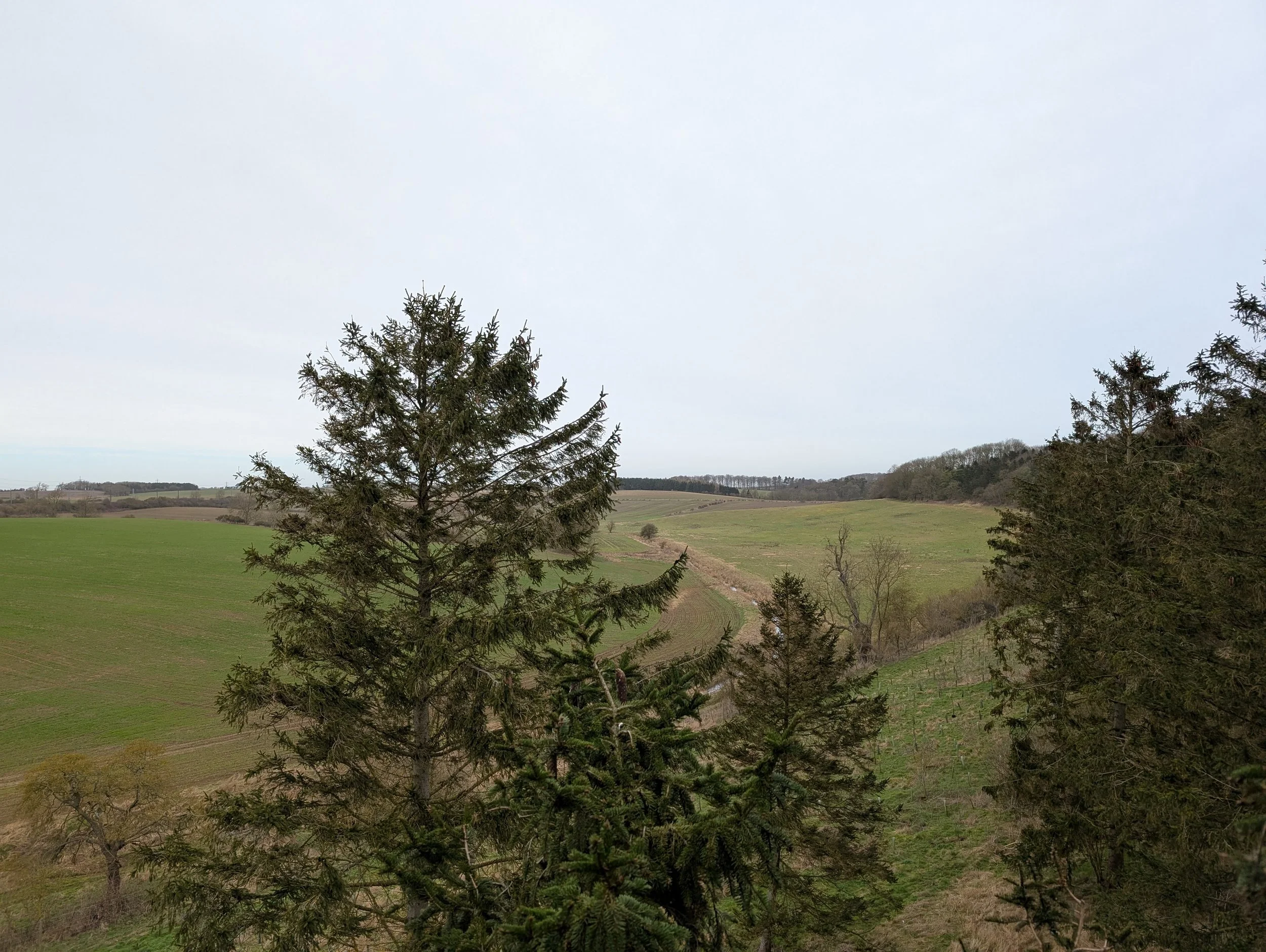 Aerial tree pruning of conifer in Nottinghamshire.