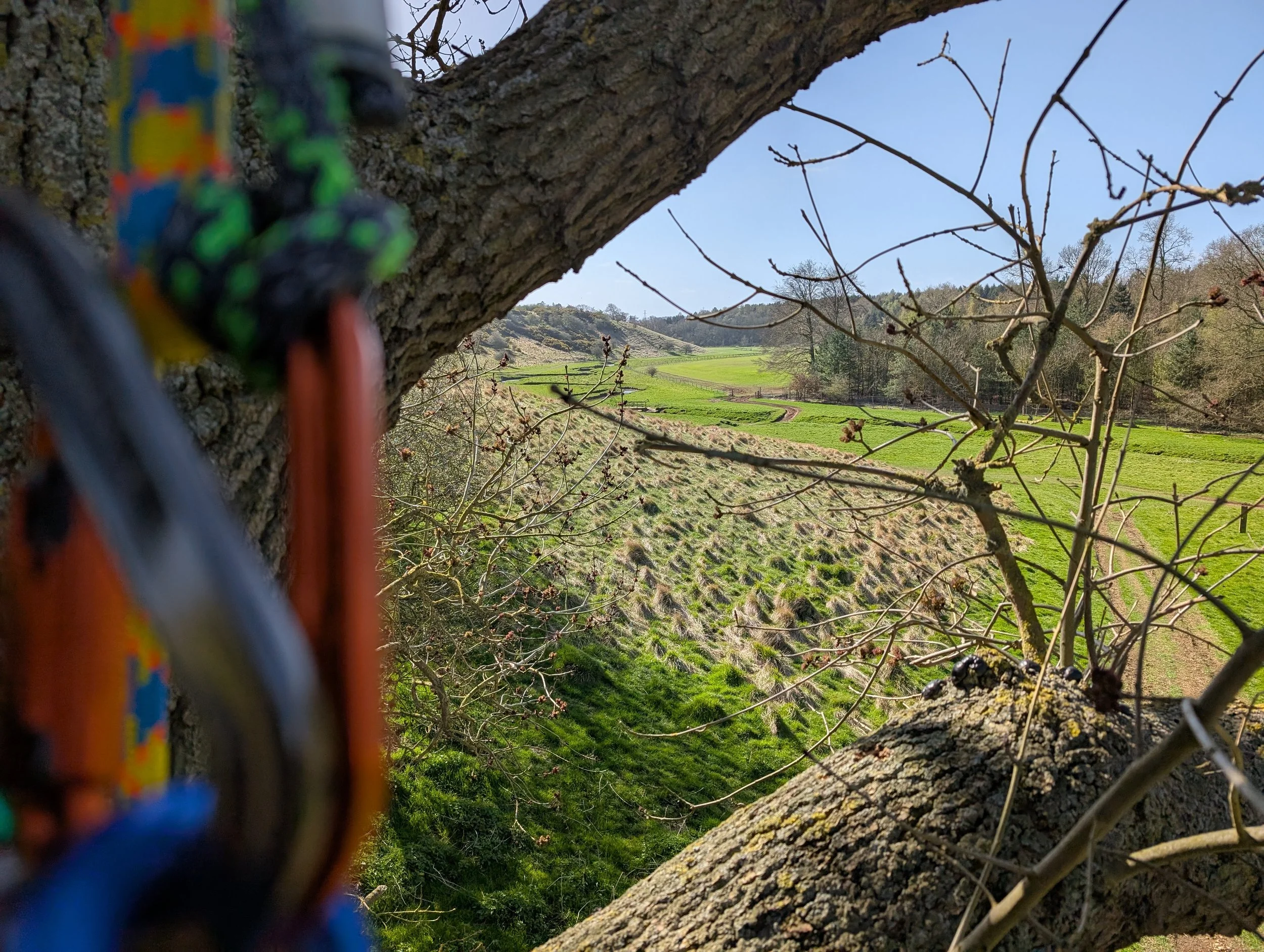 An aerial inspection of a veteran ash tree.