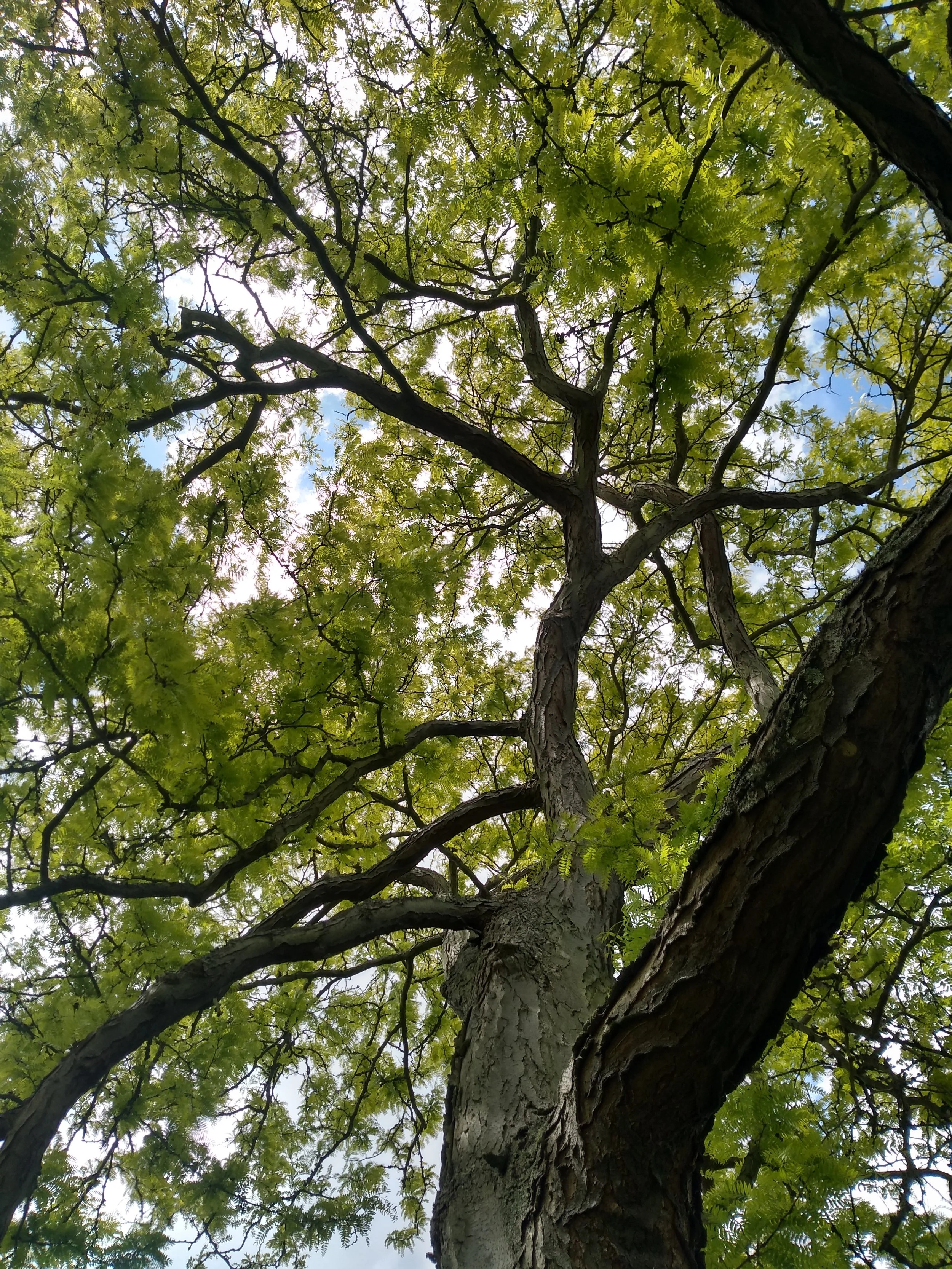 Inspection of specimen trees and reporting.