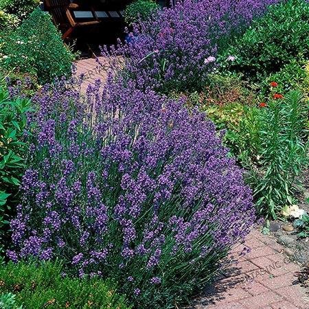 phenomenal_lavender_450w_650x.jpg