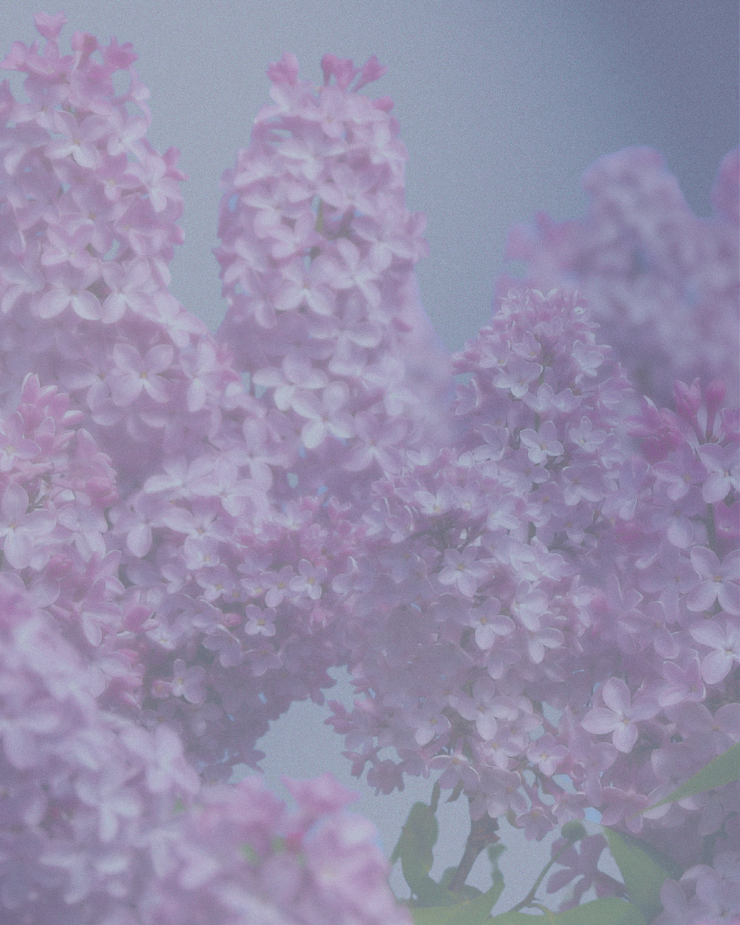Our 5th Annual Lilac Festival | Event Details