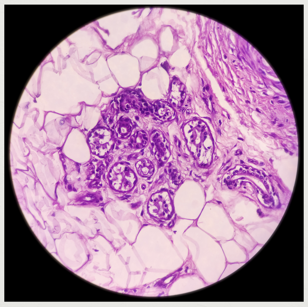 Melanin pigment producing cells image