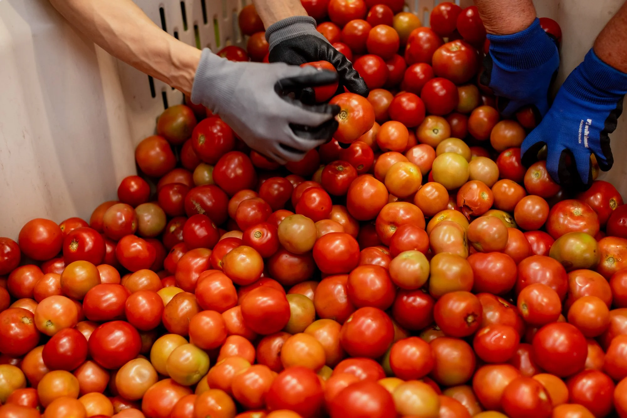 Embrace Sustainability: The Business Benefits of Partnering with KiwiHarvest