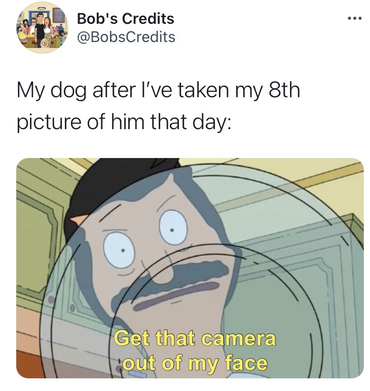 Best-Bobs-Burgers-Memes-Funny-Memes-Dog-Camera.jpg