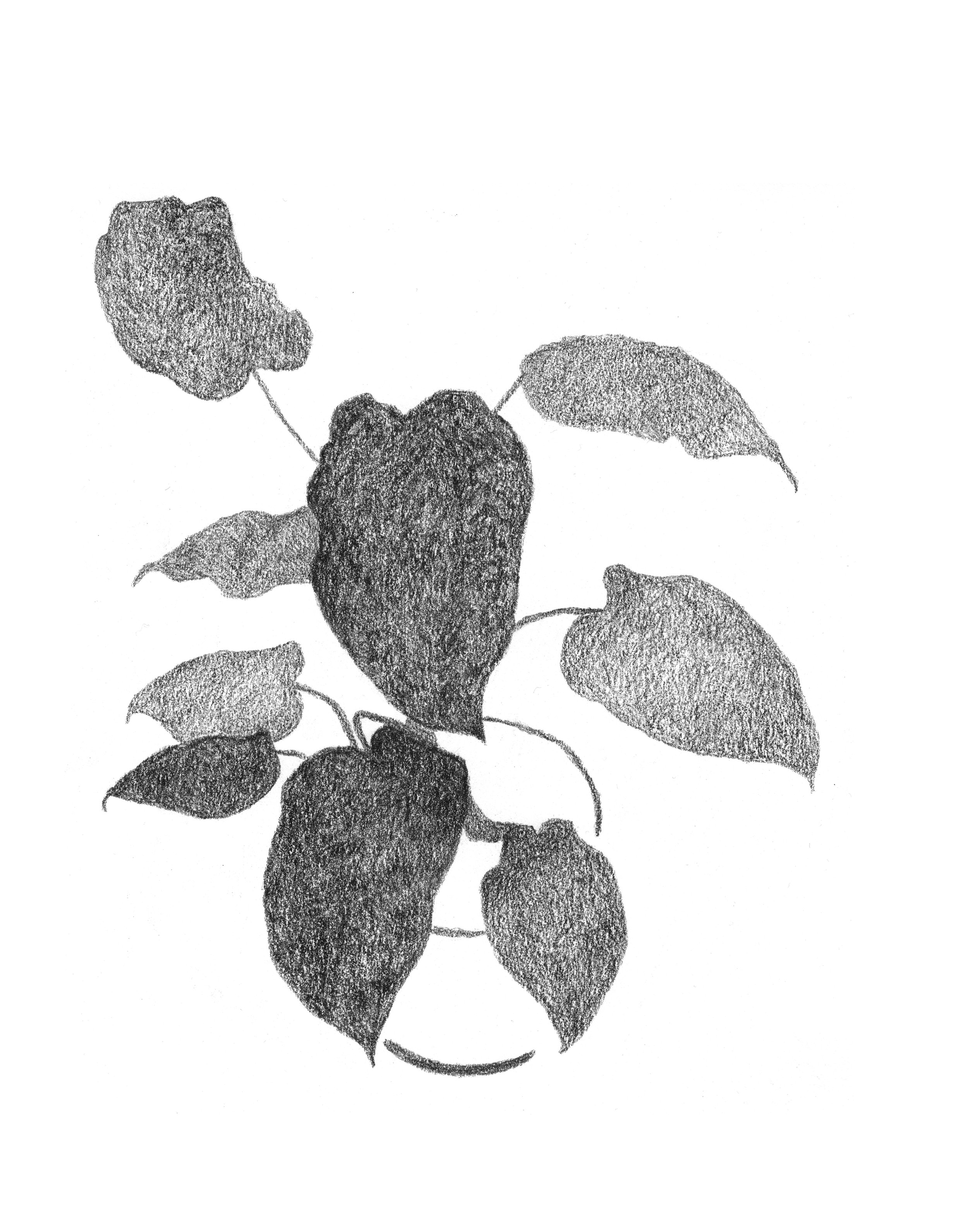 Plant2_drawing.jpg