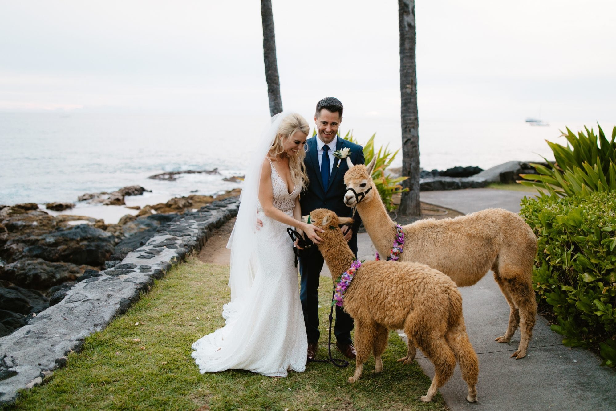 kona-wedding-alpaca-hawaii-3.jpg