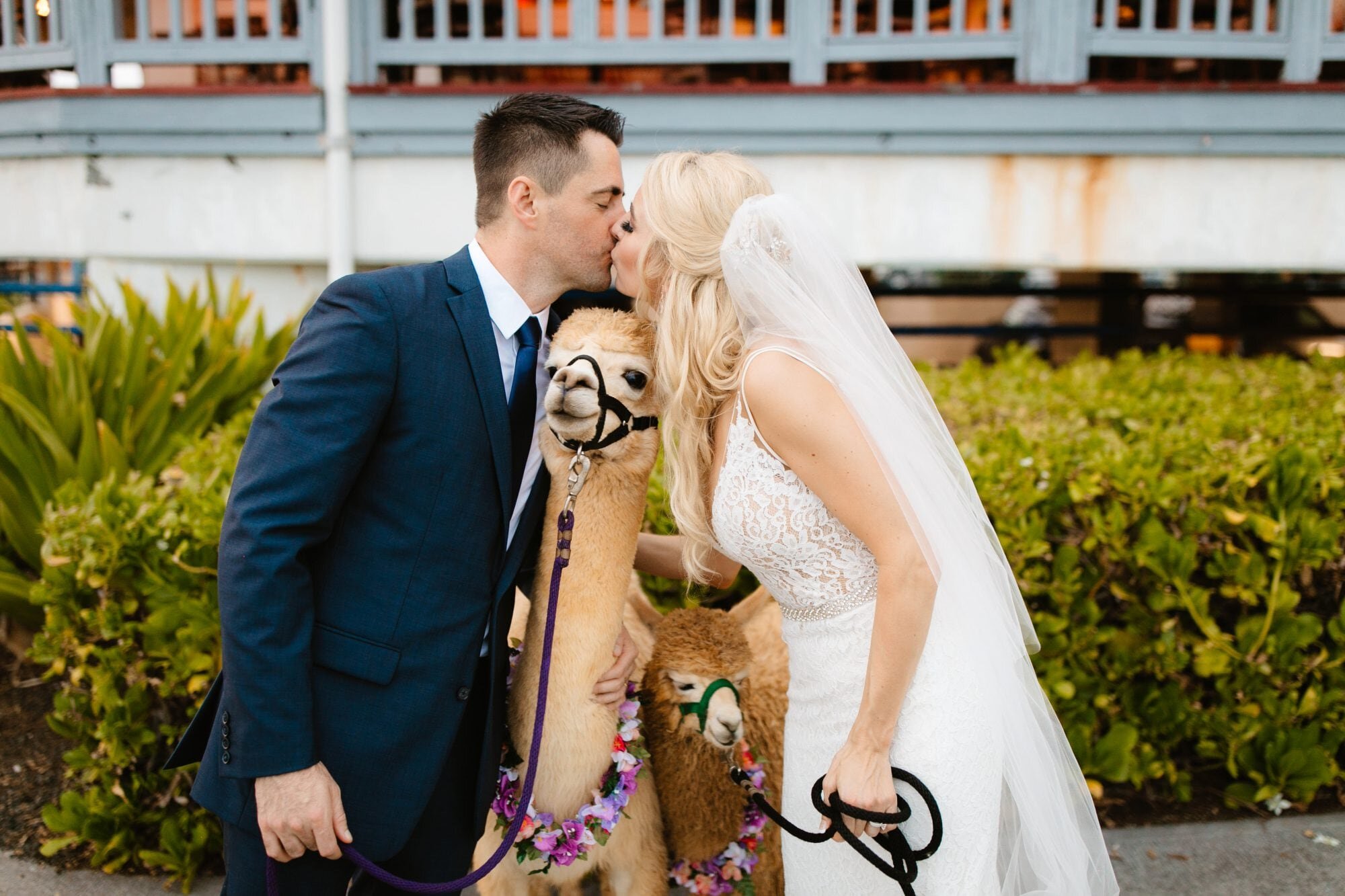 kona-wedding-alpaca-hawaii-4.jpg