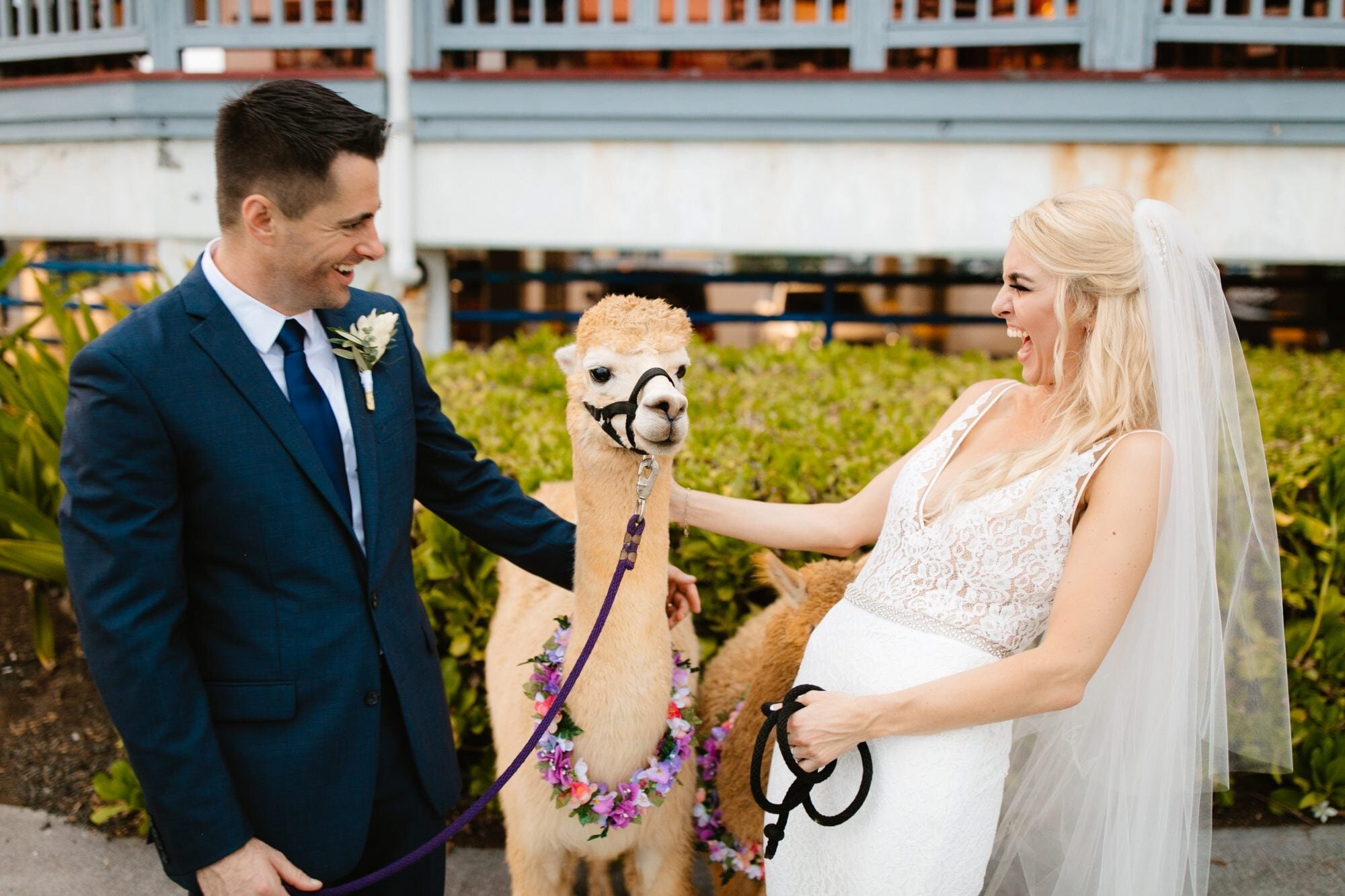 kona-wedding-alpaca-hawaii-5.jpg