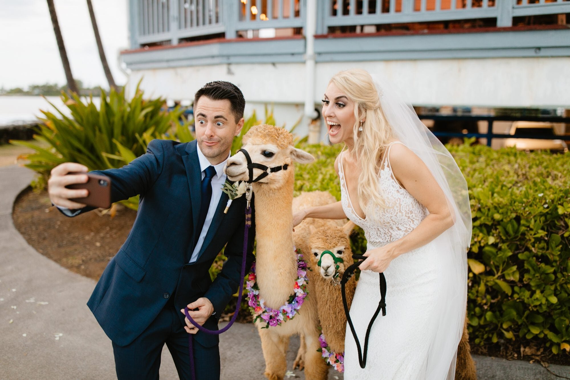 kona-wedding-alpaca-hawaii-6.jpg