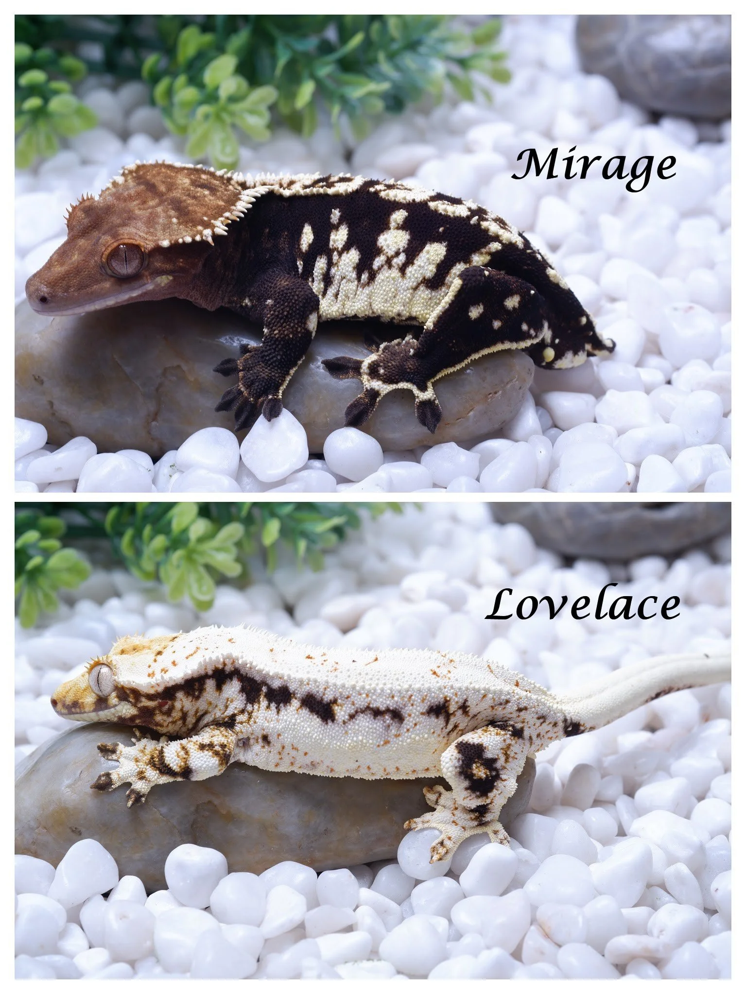 Lovelace x Mirage