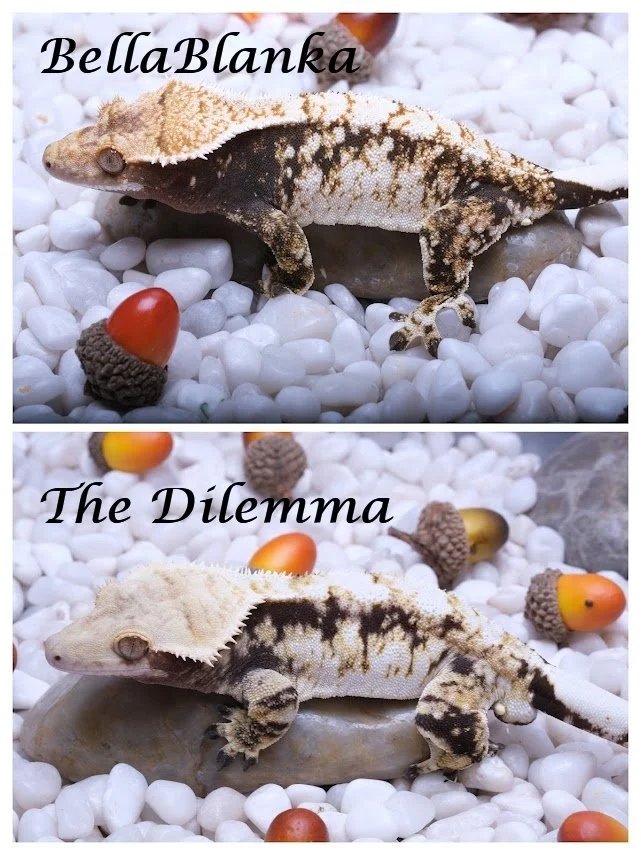 BellaBlanka & The Dilemma