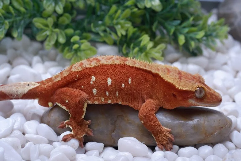 Male Crested Geckos — Paradise Cresties
