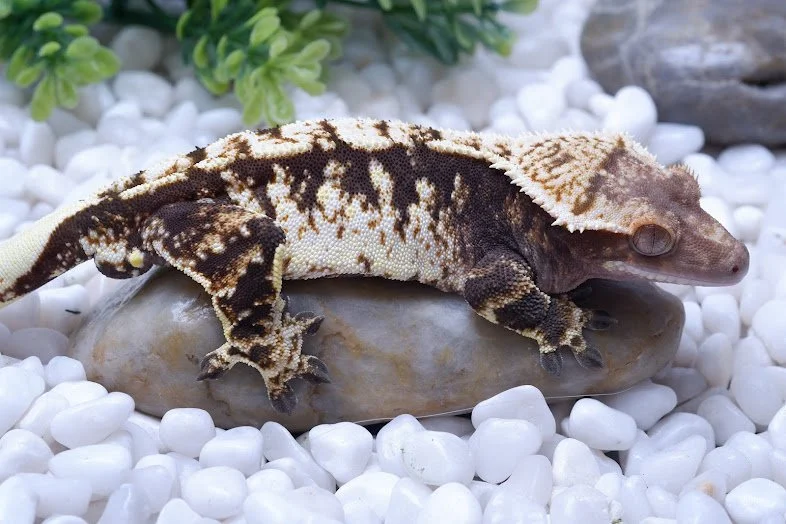 Male Crested Geckos — Paradise Cresties