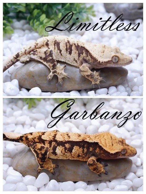 Garbanzo x Limitless1.jpg