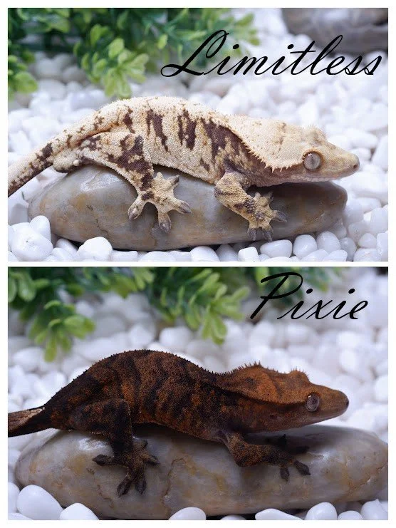 Pixie & Limitless