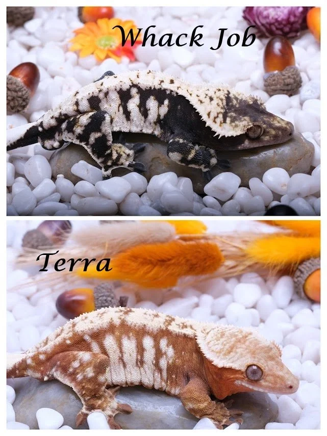 Wamk Job 2026 breeding pairs — Paradise Cresties