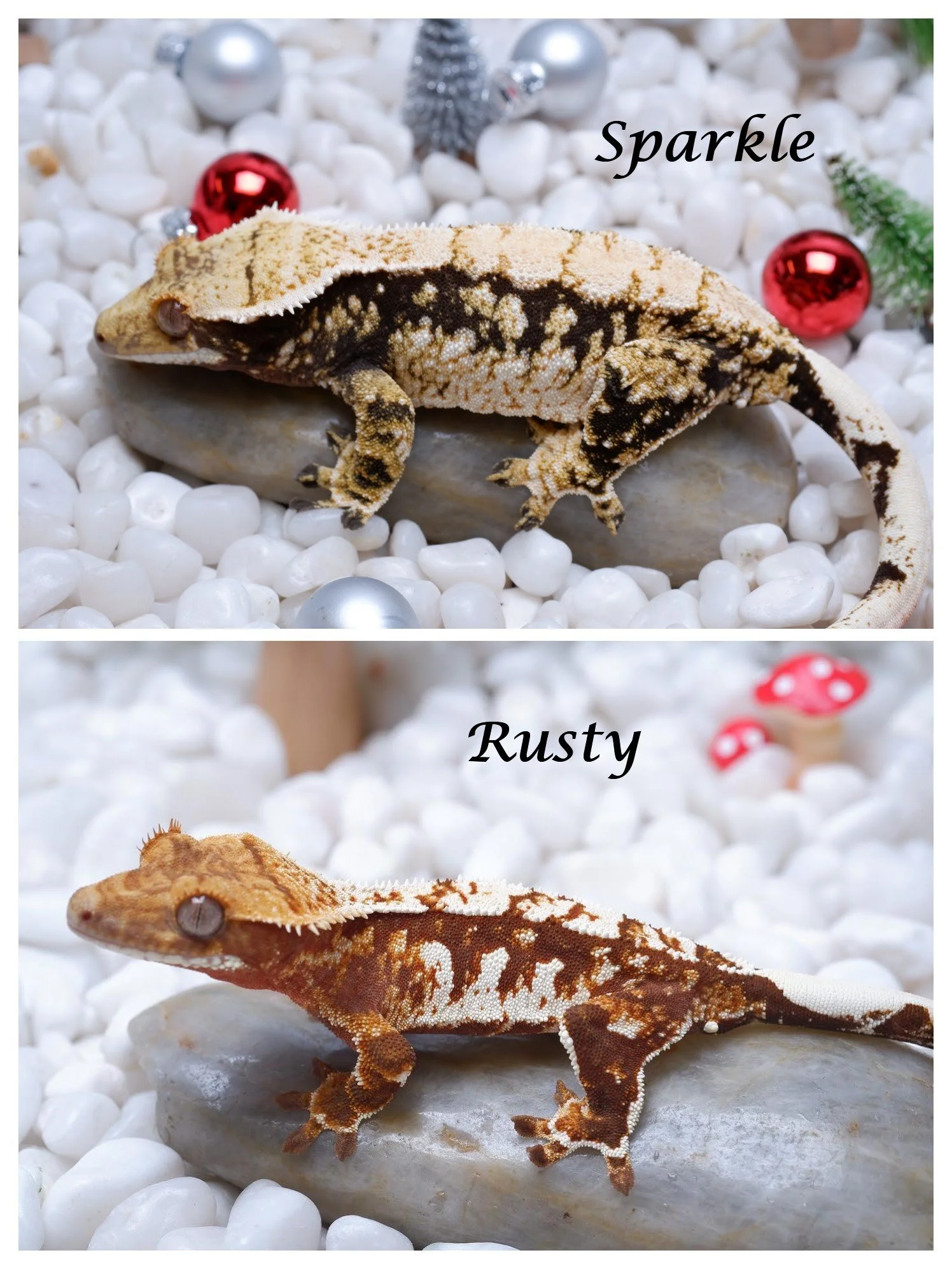 Sparkle x Rusty