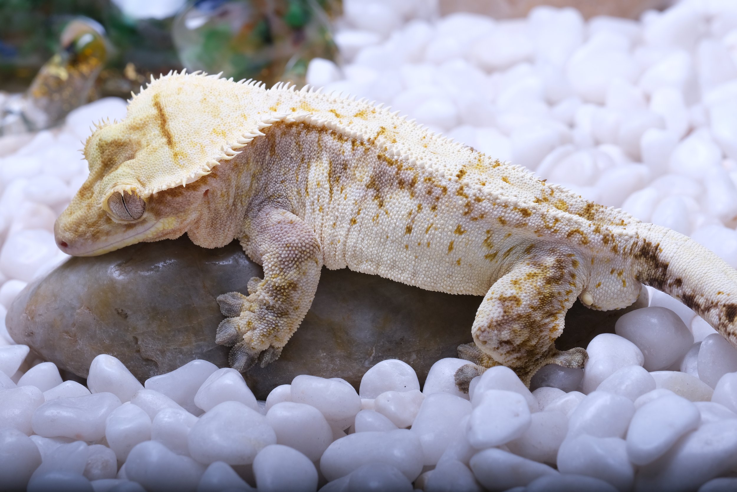 VANILLA ICE