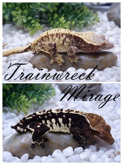 Trainwreck & Mirage