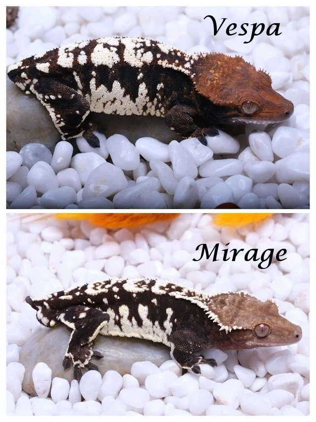 VESPA & MIRAGE