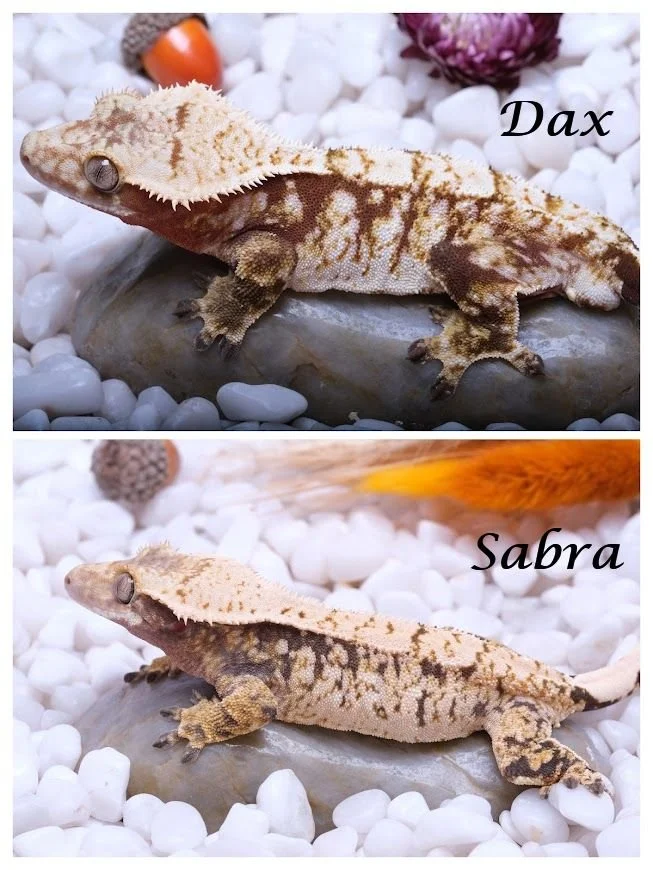 SABRA & DAX