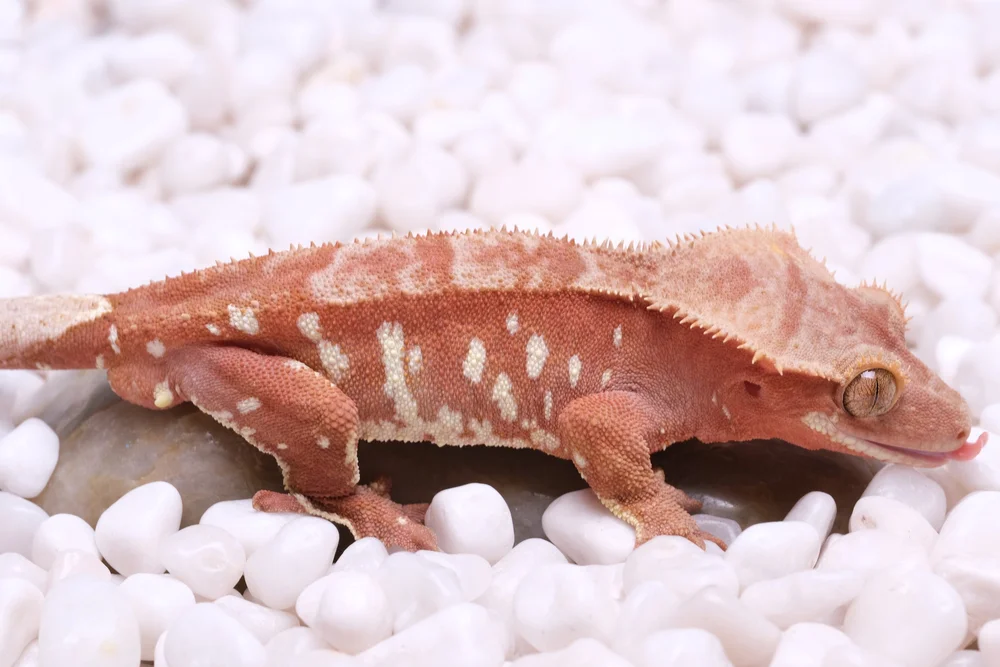 Male Crested Geckos — Paradise Cresties