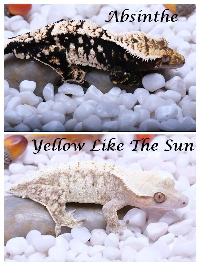 YELLOW LIKE THE SUN & ABSINTHE