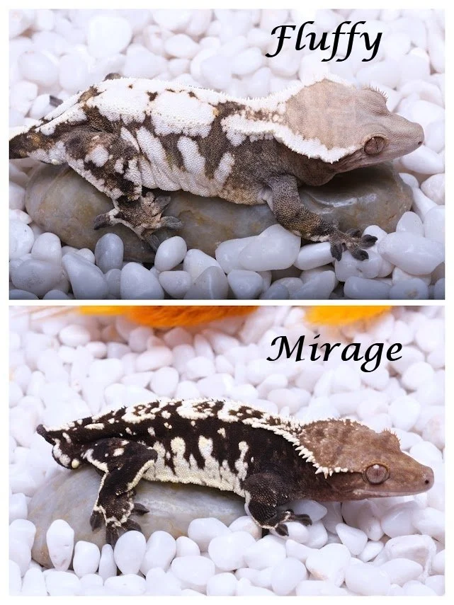 FLUFFY & MIRAGE