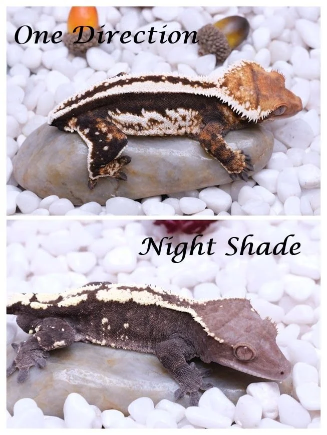 ONE DIRECTION & NIGHT SHADE