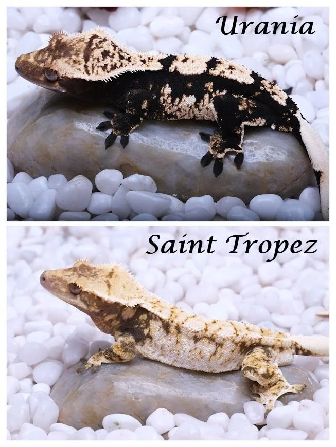 URANIA & SAINT TROPEZ