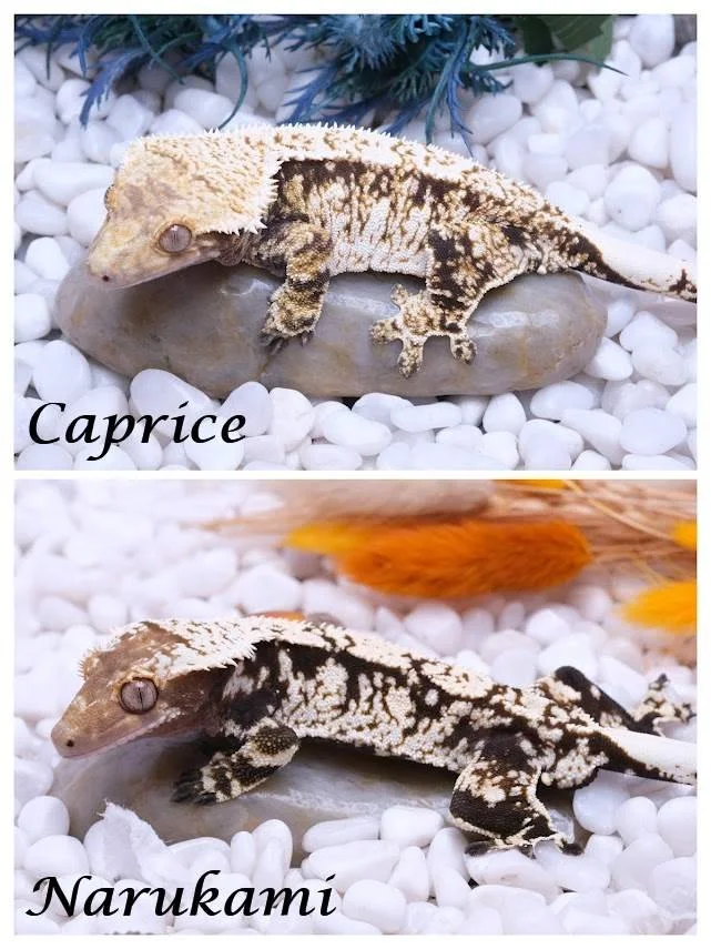 Caprice & Narukami