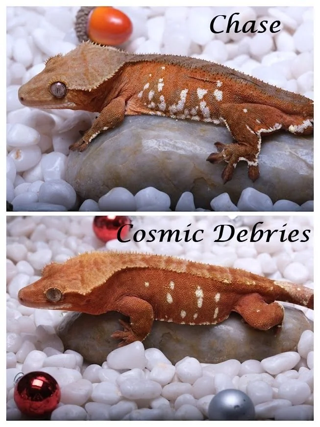 COSMIC DEBRIES & CHASE