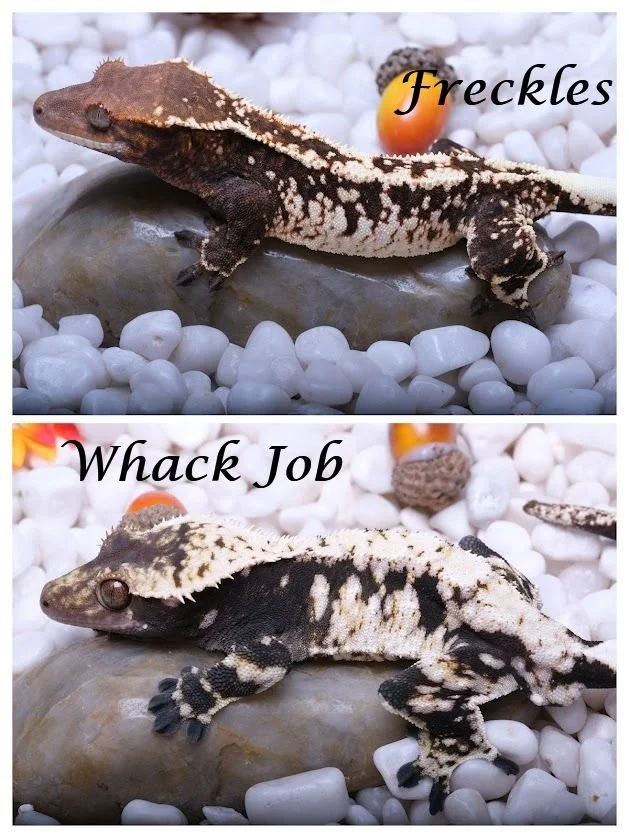 FRECKLES & WHACK JOB