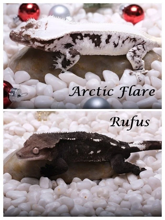 ARCTIC FLARE & RUFUS