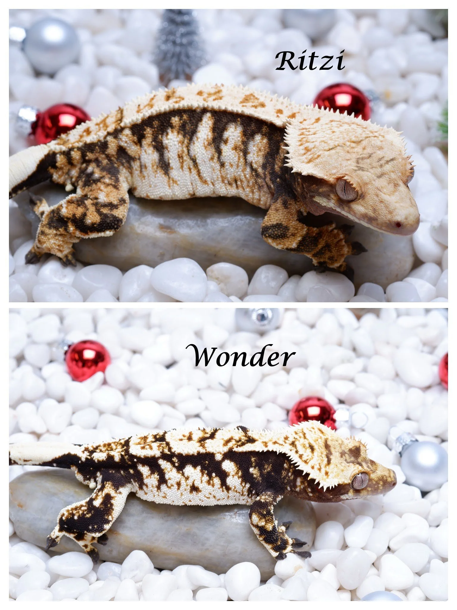 Ritzi x Wonder