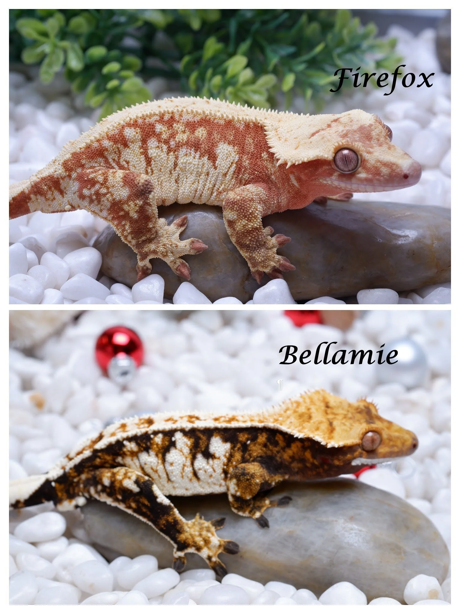 Firefox x Bellamie