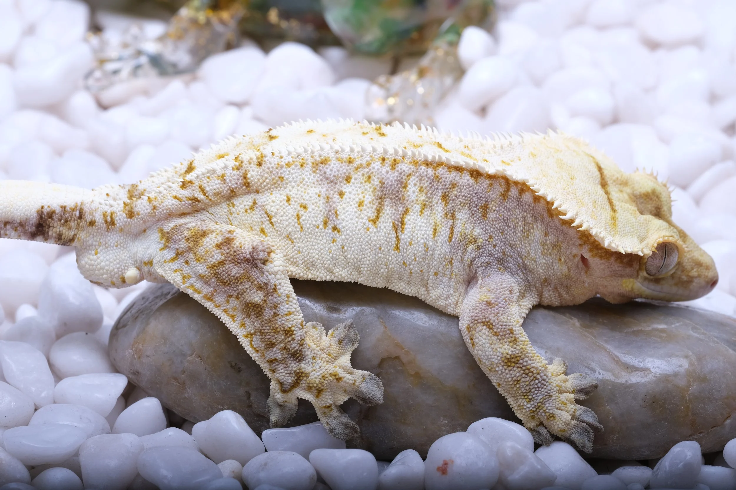 VANILLA ICE