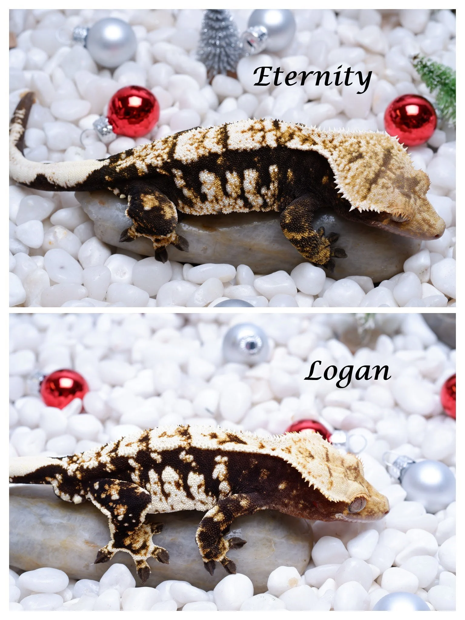 Eternity x Logan