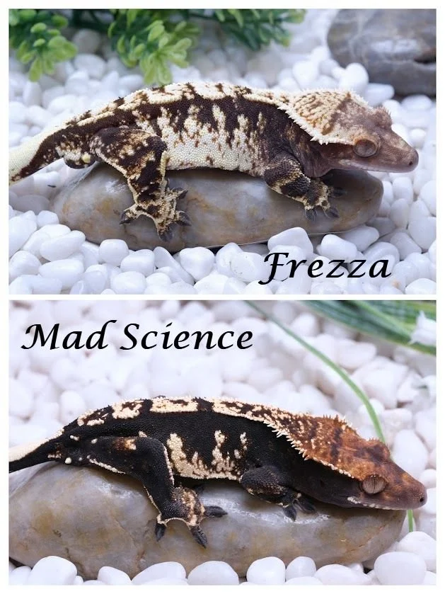 MAD SCIENCE & FREZZA