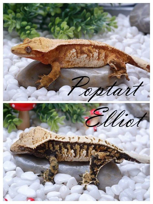 Poptart & Elliot