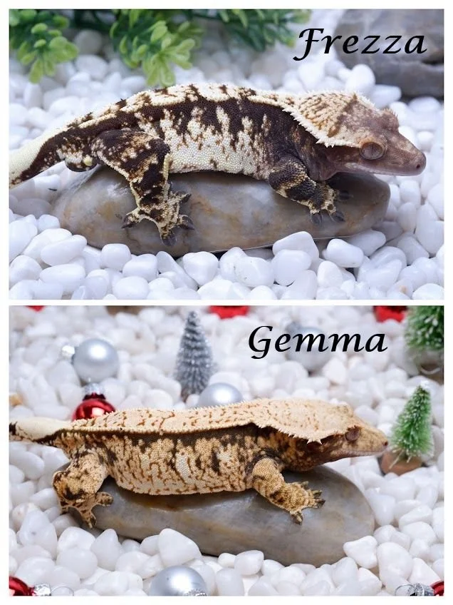 GEMMA & FREZZA