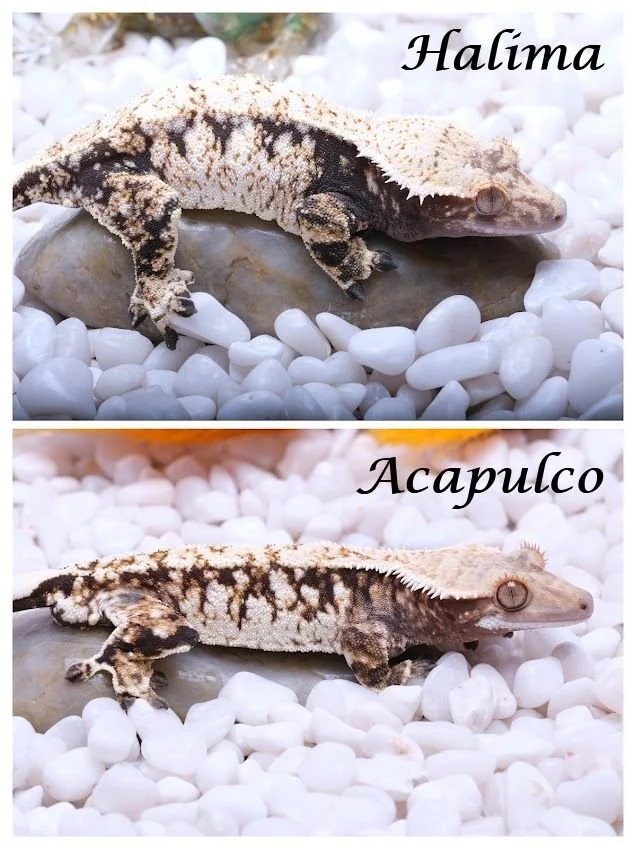 HALIMA & ACAPULCO