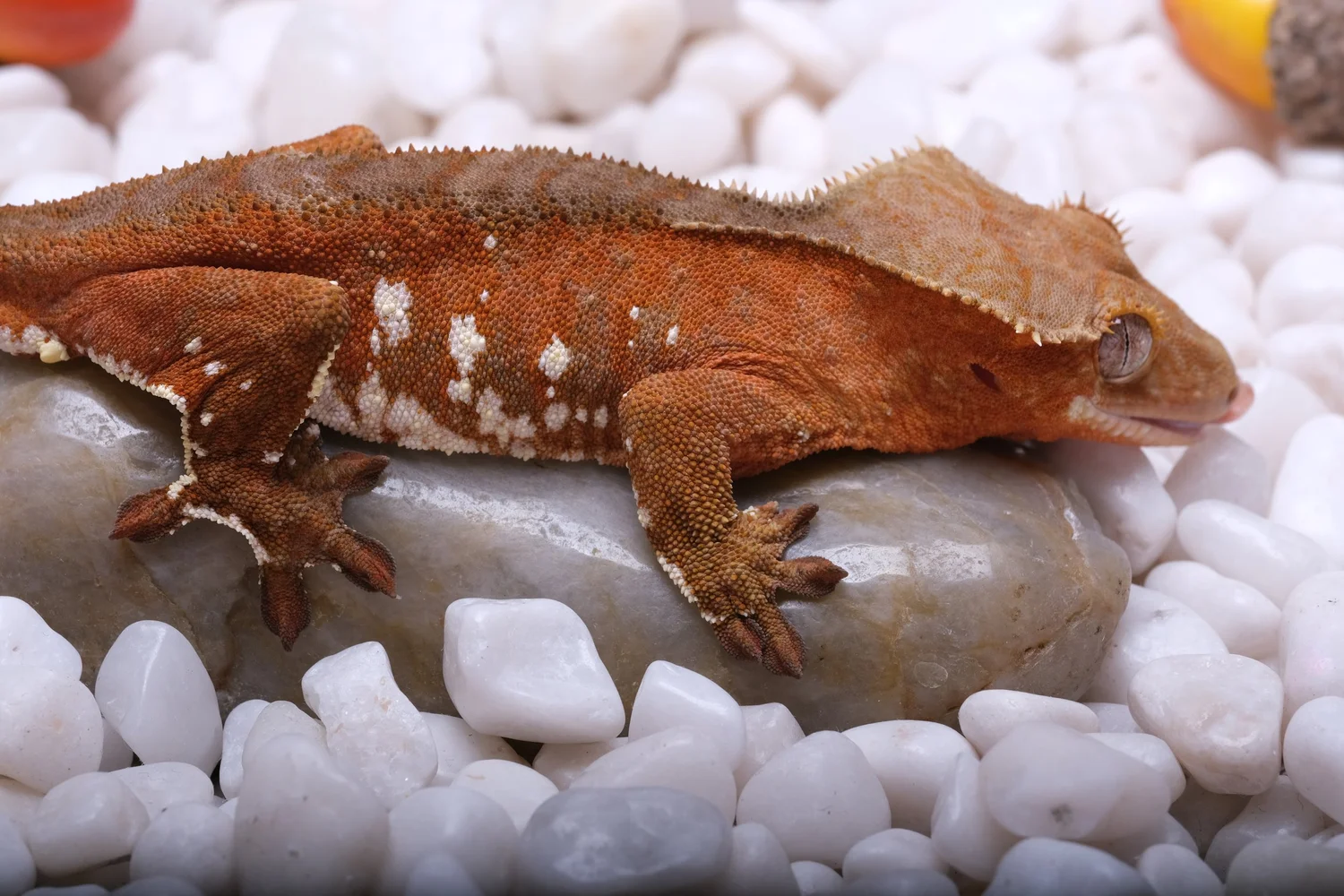 Male Crested Geckos — Paradise Cresties