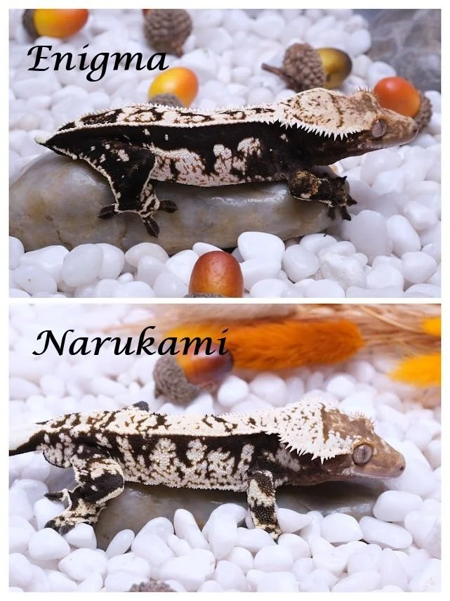 ENIGMA & NARUKAMI