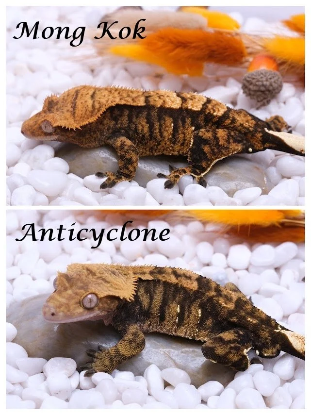 MONG KOK & ANTICYCLONE