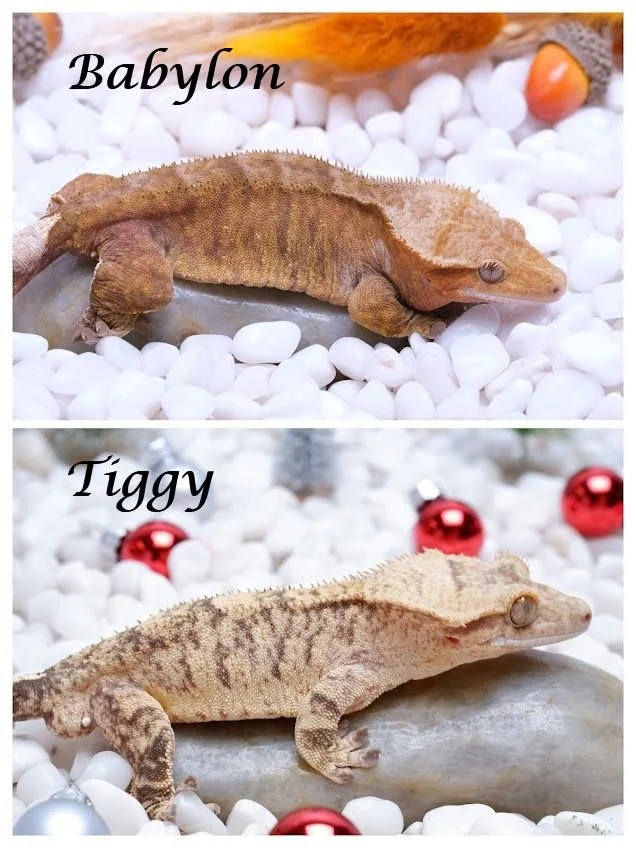 BABYLON & IGGY