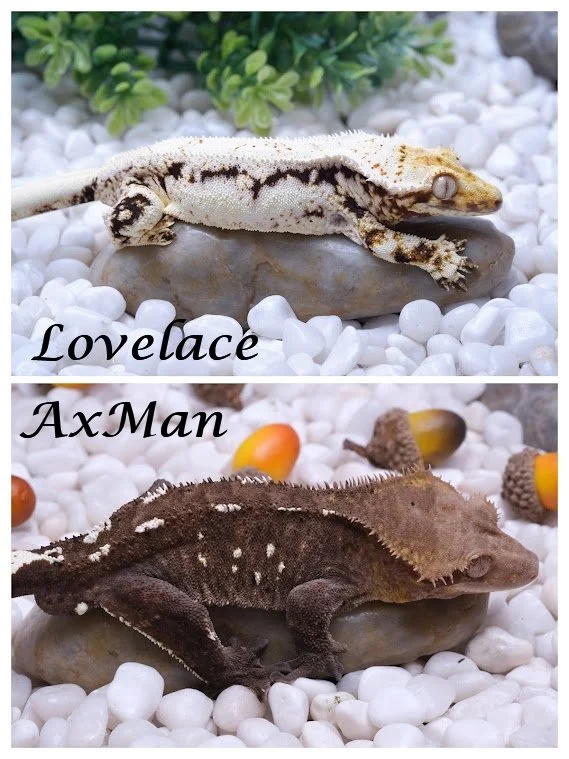 LOVELACE & AXMAN