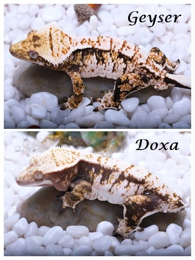 DOXA & GEYSER
