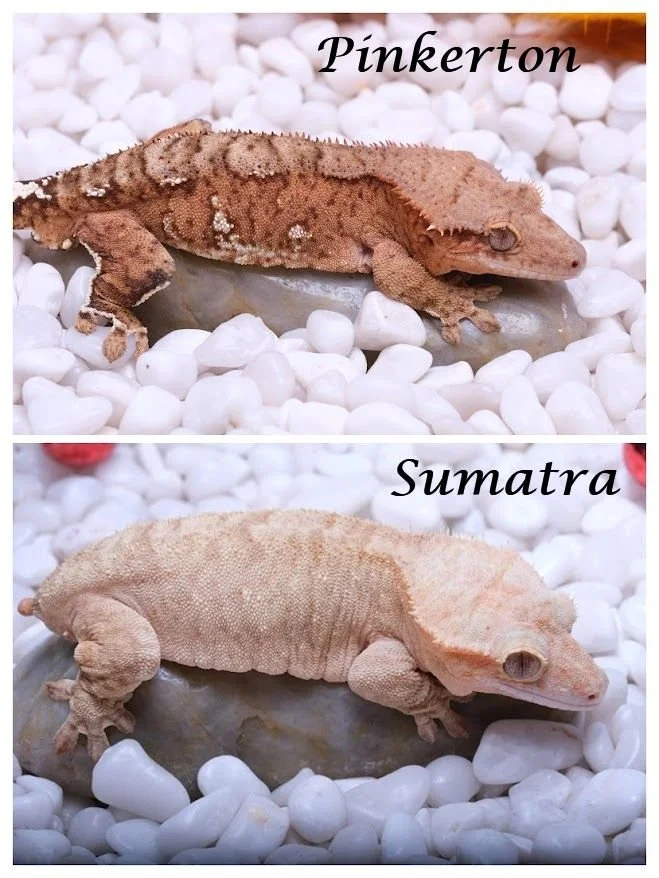 SUMATRA & PINKERTON